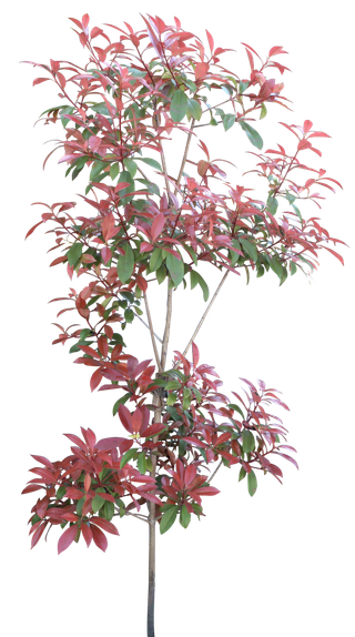 高清树木素材 免抠PSD植物素材 美术绘画园林贴图 树草灌木花草