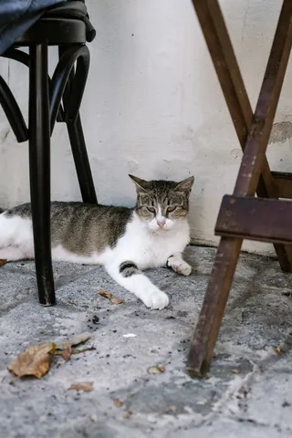 可爱猫咪猫猫摄影素材