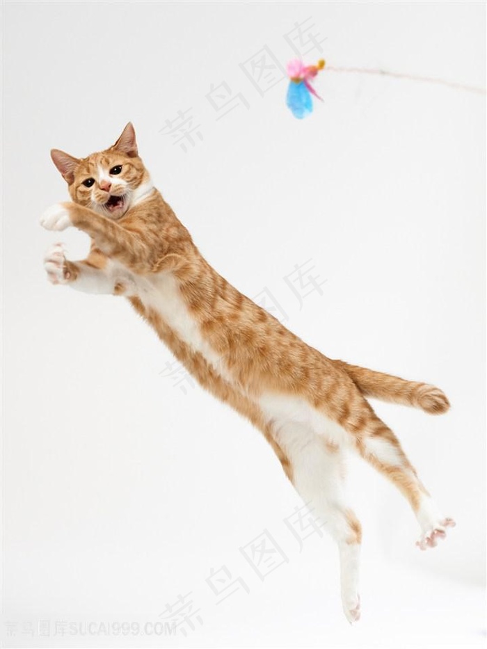 跳起来的宠物猫咪图片