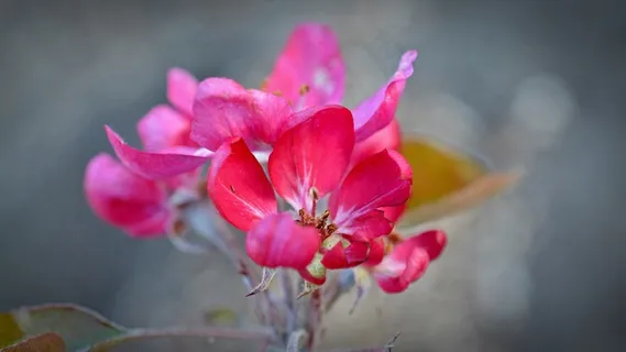 红色苹果花图片 红色苹果花图片