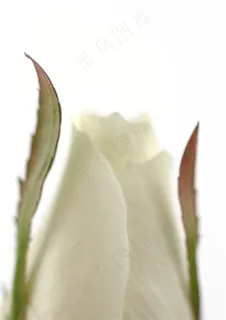 白玫瑰花花苞
