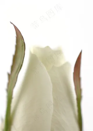 白玫瑰花花苞