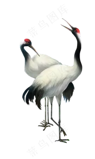 手绘交颈仙鹤 手绘交颈仙鹤