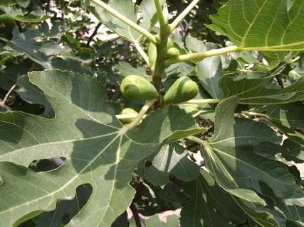 无花果树图片 无花果树图片