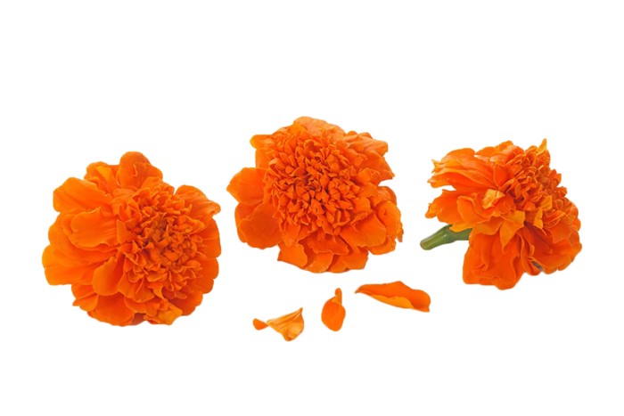 素材菊花橘色