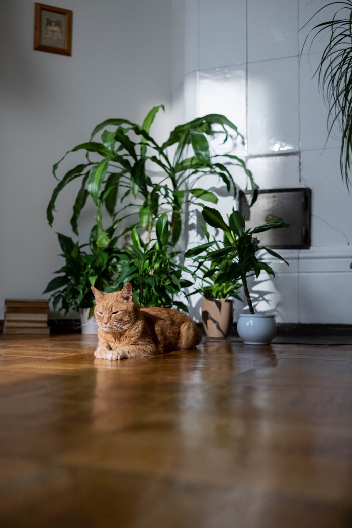 可爱猫咪猫猫摄影素材