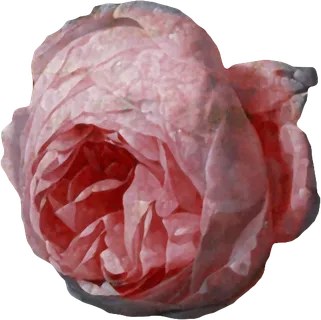 复古油画质感宫廷花卉植物花朵鲜花拼贴图案PNG免抠图片设计素材