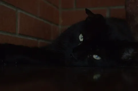 可爱的宠物猫图