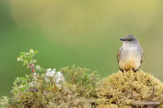 站在苔藓上的小鸟图片