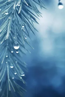冰雪枝叶蓝色背景