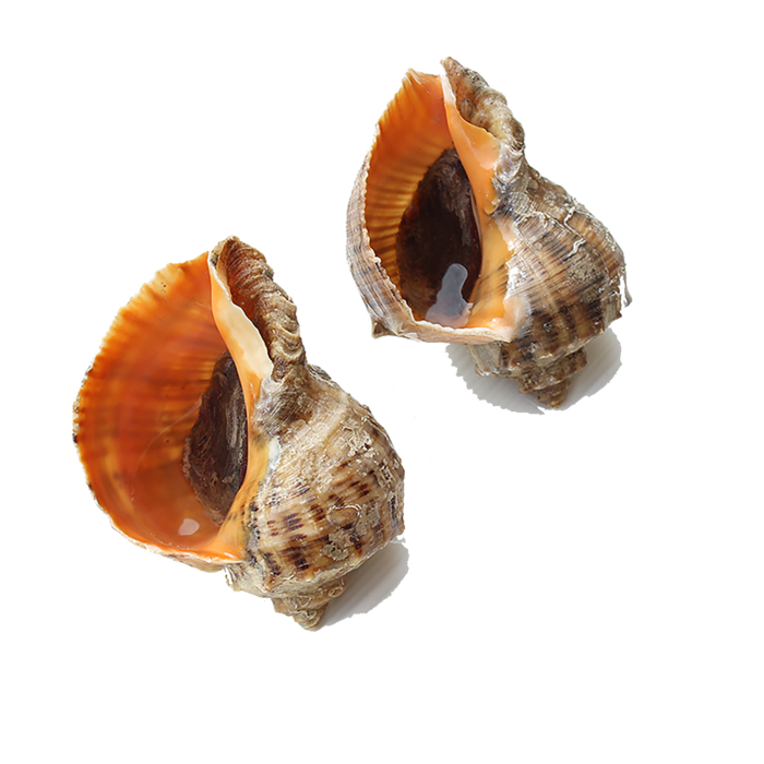 海螺(1)海鲜超市商品红酒白底图免抠实物摄影png格式图片透明底