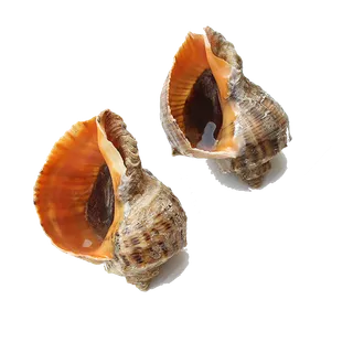 海螺(1)海鲜超市商品红酒白底图免抠实物摄影png格式图片透明底