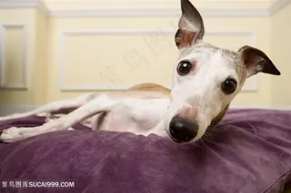 高清躺着的可爱意大利灵缇犬狗狗图片