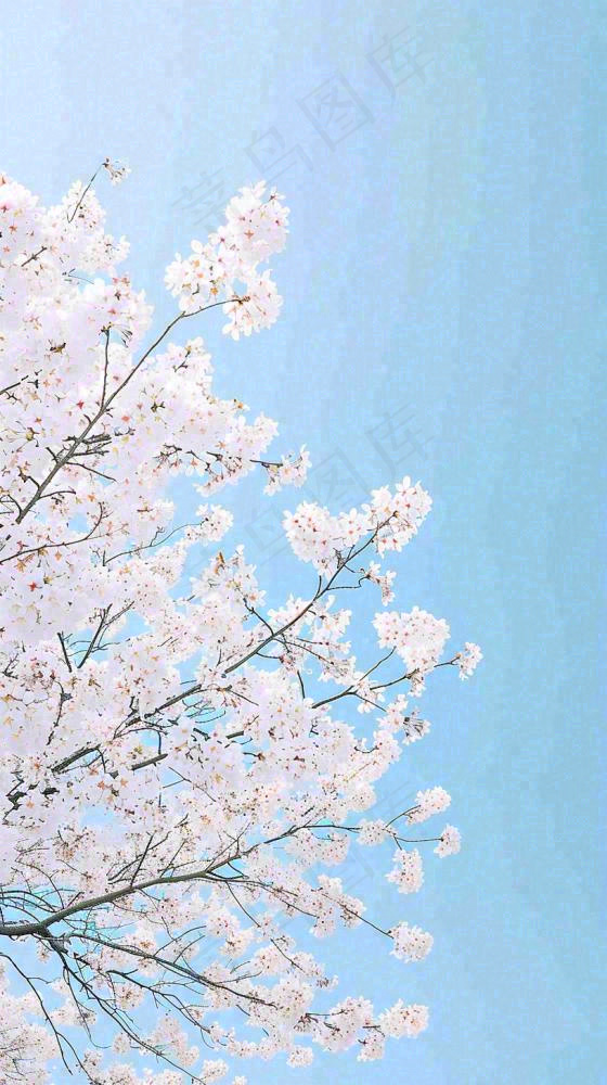 春天开满花朵的树冠仰拍蓝色天空，立春，春分摄影图(816x1456)