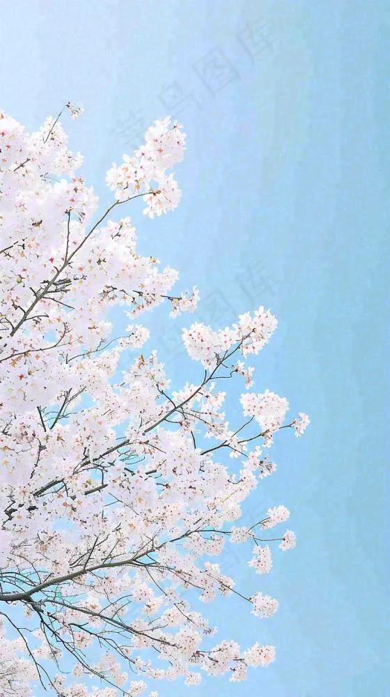春天开满花朵的树冠仰拍蓝色天空，立春，春分摄影图(816x1456)
