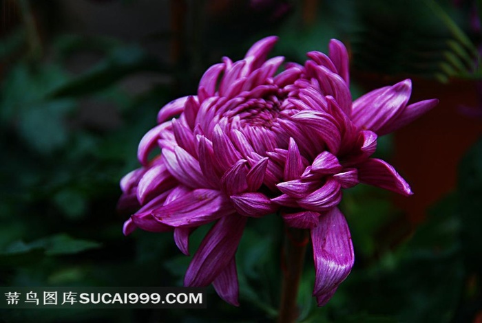 漂亮的菊花素材