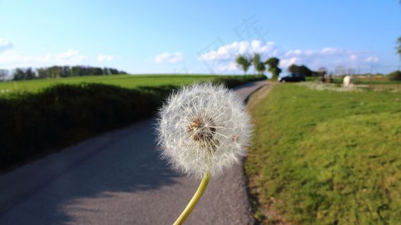 白色多毛蒲公英图片