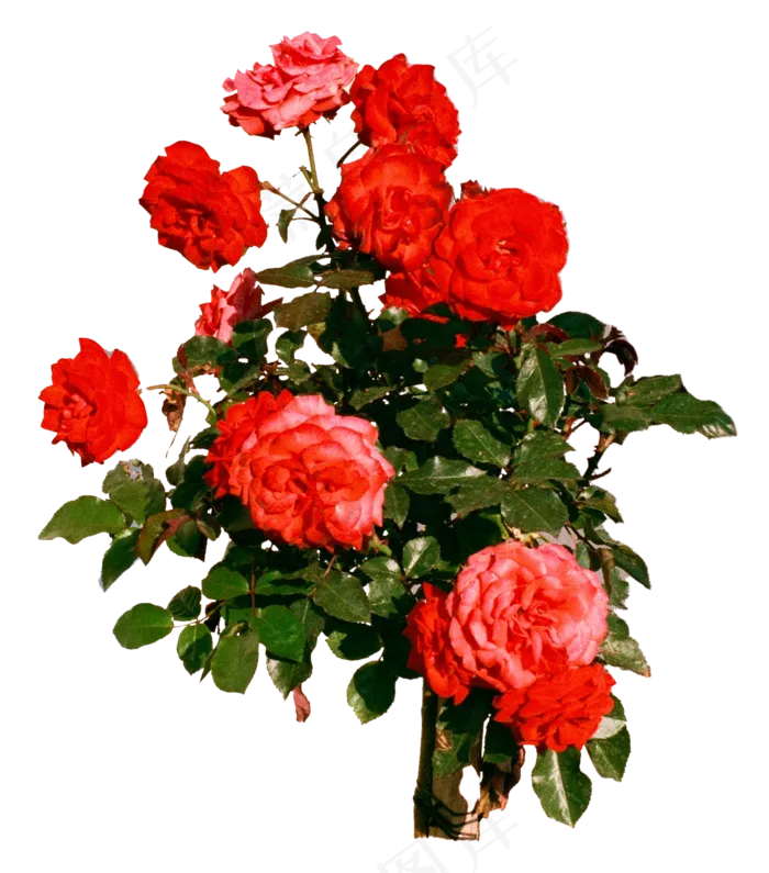 一簇月季花