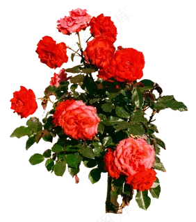 一簇月季花 一簇月季花