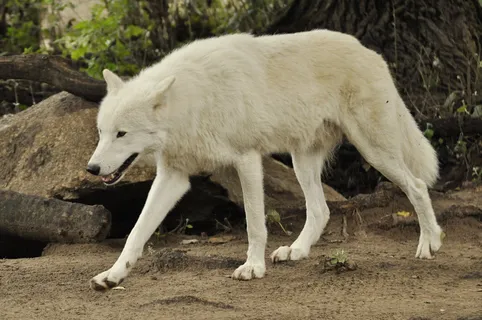 狼野生动物原生动物园深林狼