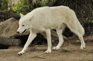 狼野生动物原生动物园深林狼
