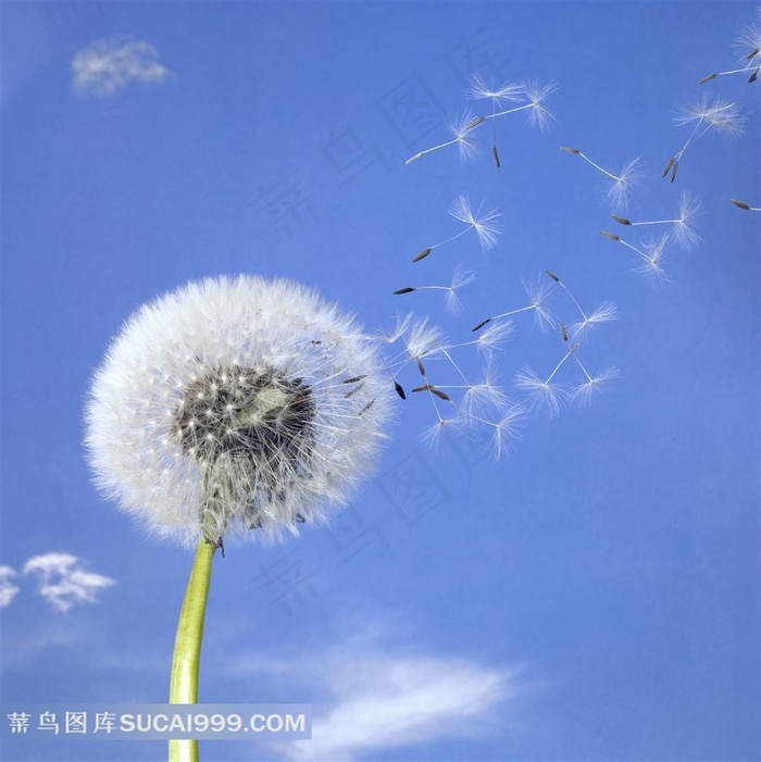 飞舞的蒲公英高清图片