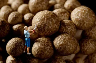 火锅菜品配菜香菇创意图片