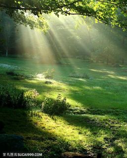 树林一缕阳光图片下载