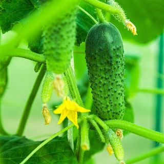 藤蔓上新鲜翠绿的小黄瓜高清图片