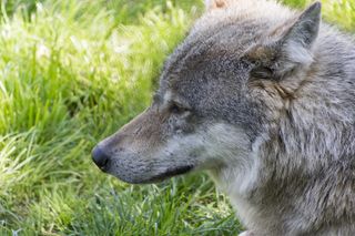 霸气十足草原狼图片