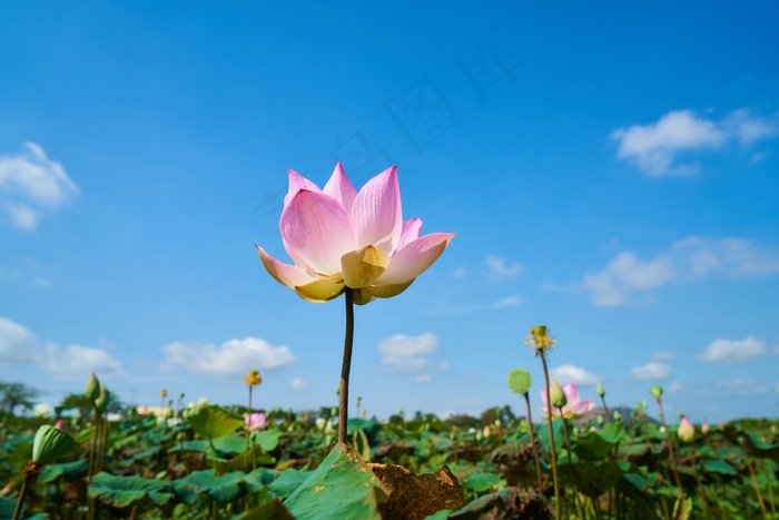 蓝天下植物荷花图片