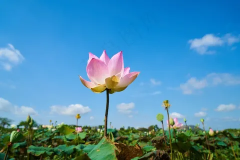 蓝天下植物荷花图片 蓝天下植物荷花图片