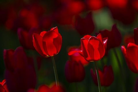 郁金香的光与影