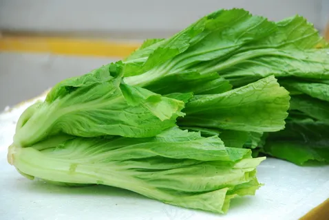 芥菜图片 芥菜图片