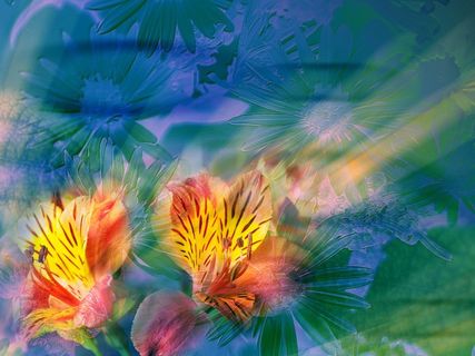 图片设计素材背景鸟语花香