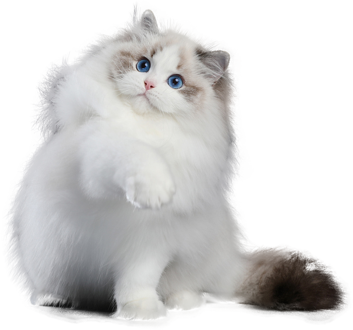 免扣素材实物猫咪摄影