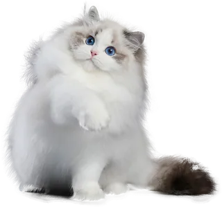 免扣素材实物猫咪摄影