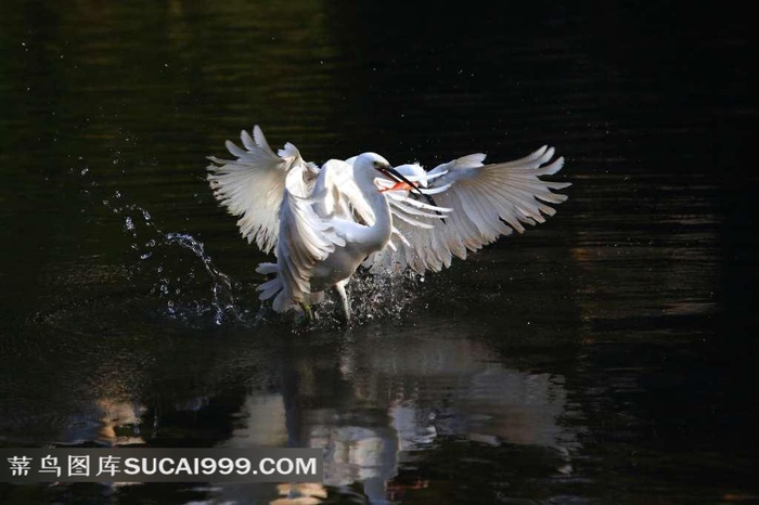 湖面上拍打翅膀的白鹭