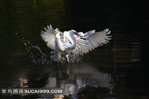 湖面上拍打翅膀的白鹭