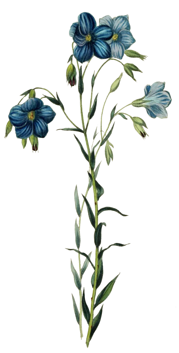 复古手绘植物花卉插画 免抠