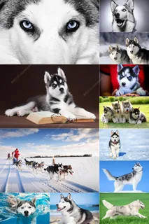 32张高清哈士奇图片集合