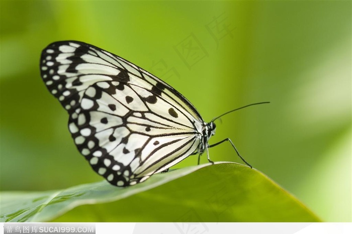 蝴蝶飞舞-树叶上的美丽蝴蝶