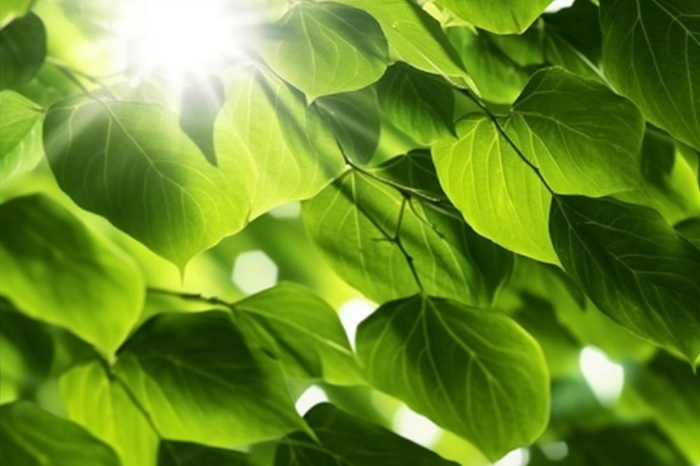 阳光从树叶洒下来光影光圈摄影背景