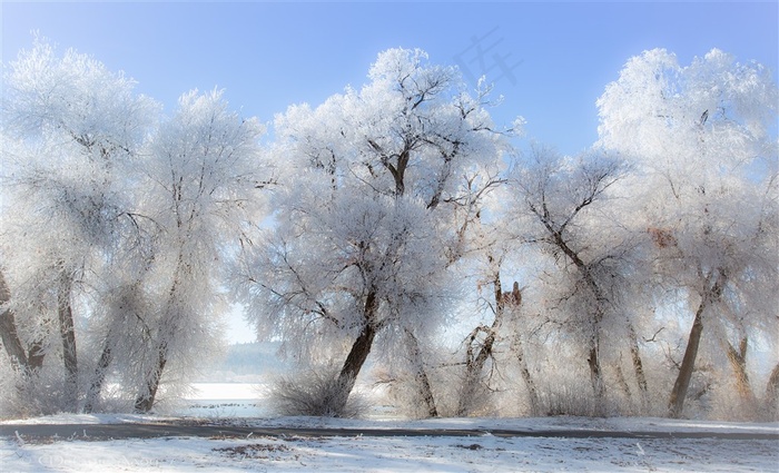 雪后结冰的树枝高清摄影图片