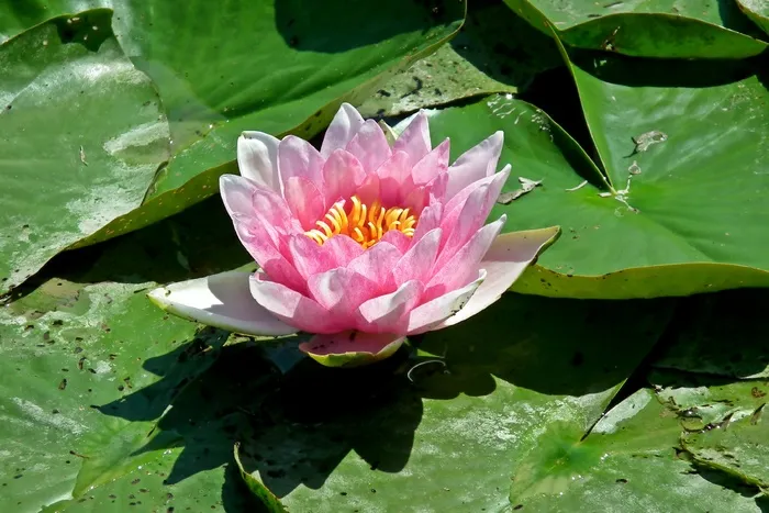 荷塘睡莲花朵图片