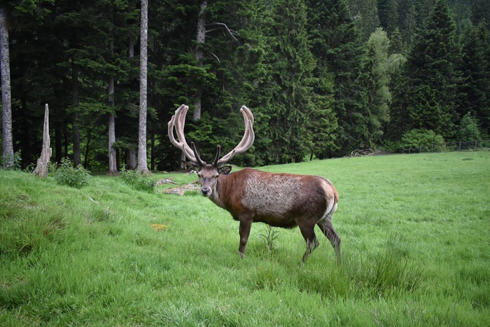 森林野生麋鹿图片