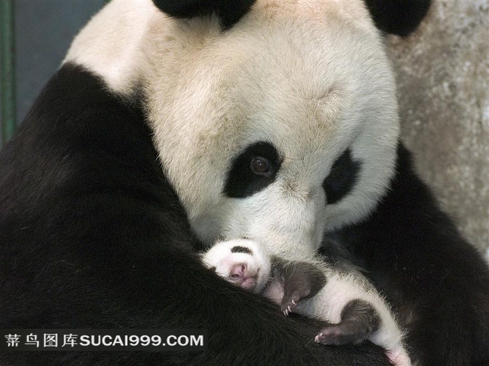 抱宝宝的大熊猫