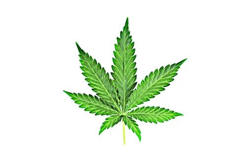 大麻PNG免抠(979x628)
