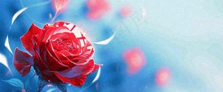 红玫瑰蓝色天空白云唯美，鲜花