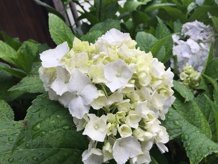 高清白色绣球花图片